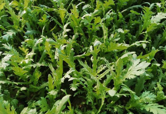 夏季吃蒿子杆益处多多